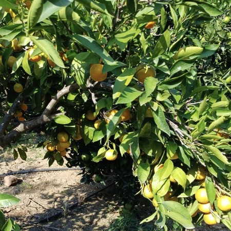 Organik Mandalina ( kg )