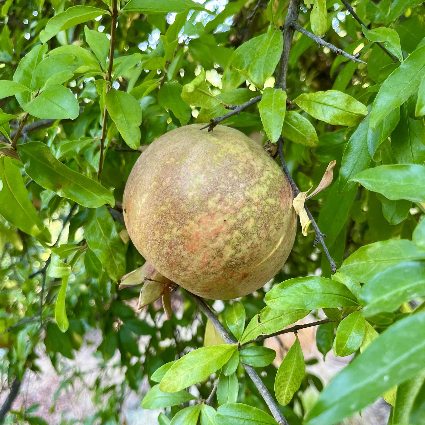 Organik Tatlı Nar ( Beyaz Nar ) ( Kg )