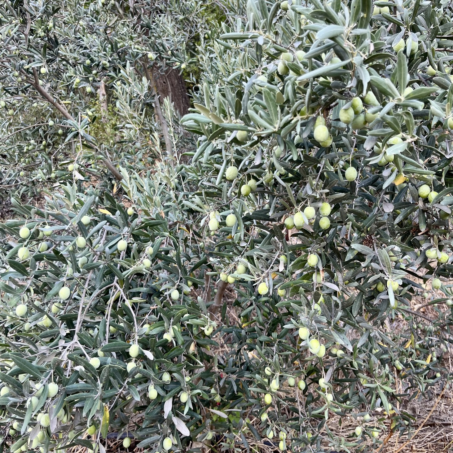 Organik Taze Zeytin ( Kg )